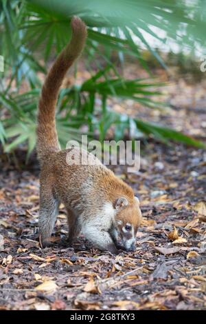 Weißnasen-Koati sammeln Nahrung im Blattstreu eines tropischen Waldbodens auf der Halbinsel Yucatan, Mexiko. Nasua narica Stockfoto