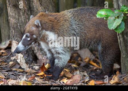 Wilder Weißnasencoati (Nasua narica) im tropischen Wald, Halbinsel Yucatan, Mexiko Stockfoto