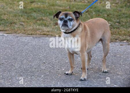 Bugg Hund mit Halsband und Leine auf einem Spaziergang draußen auf einem Stadtweg (Kreuzung zwischen Boston Terrier und Pug) Stockfoto