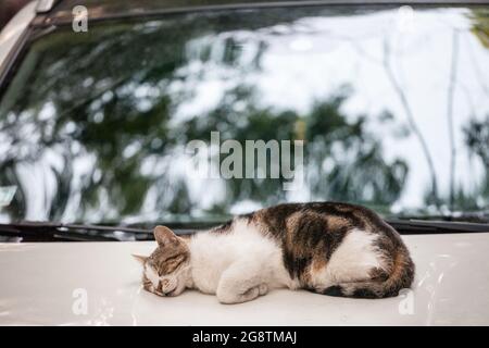 Bild eines Tigers und einer weißen Katze, streunend und verlassen, schlafend auf einem Auto, auf seiner Motorhaube, völlig entspannt. Stockfoto