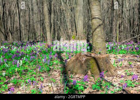 Blumen, die um den Baumstumpf wachsen. Frühling Wildblumen im Wald Stockfoto