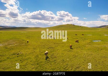 Grasland und Stiere mit blauem Himmel und weißen Wolken. Gedreht in xinjiang, China. Stockfoto