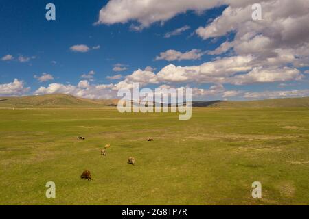 Grasland und Stiere mit blauem Himmel und weißen Wolken. Gedreht in xinjiang, China. Stockfoto