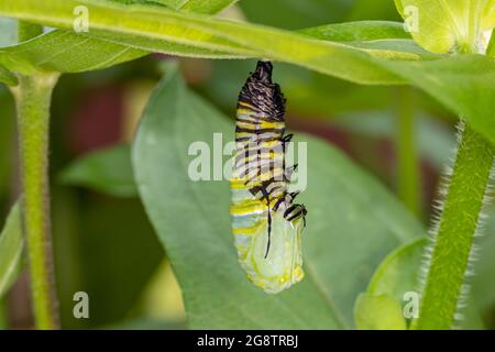 Monarch-Schmetterling-Raupe, die zu Chrysalis pupsiert. Schmetterlingsschutz, Lebenszyklus, Lebensraumschutz und Blumengarten-Konzept im Garten. Stockfoto