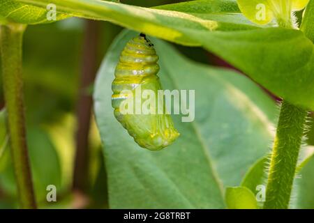 Monarch-Schmetterling-Raupe, die zu Chrysalis pupsiert. Schmetterlingsschutz, Lebenszyklus, Lebensraumschutz und Blumengarten-Konzept im Garten. Stockfoto