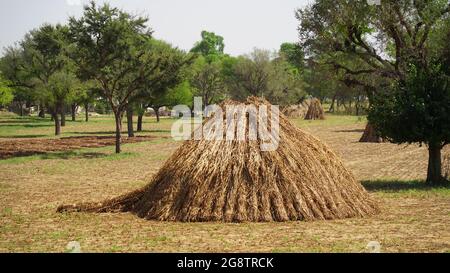 Trockenes Hirsefutter für Haustiere. Stapel von unbearbeiteten Perlhirse in einem Korb in indischen Feld während der Ernte Stockfoto