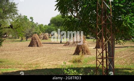 Trockenes Hirsefutter für Haustiere. Stapel von unbearbeiteten Perlhirse in einem Korb in indischen Feld während der Ernte Stockfoto