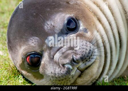 Foto von Southern Elephant Seal Pup wird im antarktischen Frühling mit selektivem Fokus auf die Stachelaugen geboren Stockfoto