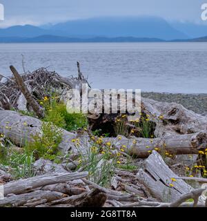 Am Strand des Oyster River Nature Park, Campbell River, BC, wachsen gelbe Blütenköpfe von Dandelions unter vielen abgestürzten Bäumen und Treibholz. Stockfoto