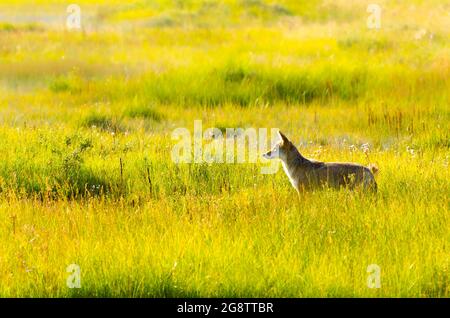 Foto von Coyote im Grasland, der nach Nahrung sucht, mit selektivem Fokus auf den Coyote Stockfoto