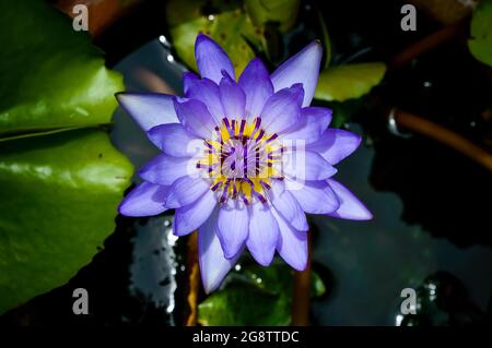 Lila Wasser illy, violette Lotusblume mit gelben Pollen mit grünem Pad Hintergrund Stockfoto