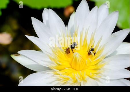 Zwei Bienen bleiben mit gelbem Pollen einer weißen Lotusblume Stockfoto