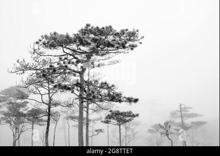 thailands Kiefernwald mit nebliger Szene Stockfoto