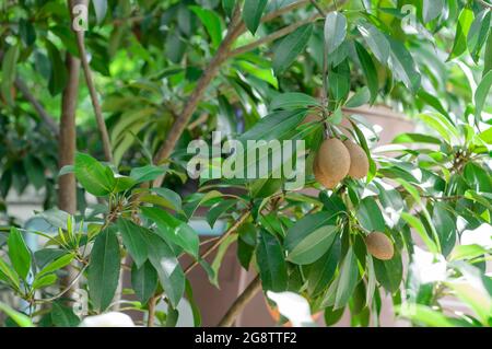 Thailands Sapodilla im Hinterhof Stockfoto