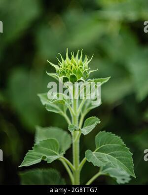 Sonnenblumenfeld mit bewölktem Himmel Stockfoto