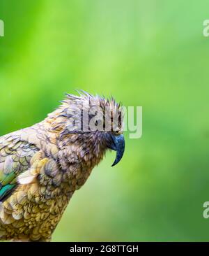 Foto von Neuseeland Kea Alpine Papagei gefunden in den bewaldeten und alpinen Regionen der Südinsel Neuseelands. Mit selektivem Fokus auf den Vogel Stockfoto