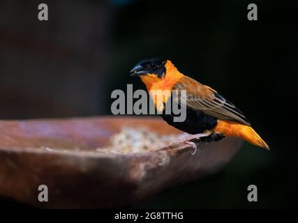 Foto des Nordroten Bischofs auch bekannt als Franziskaner Bischöfe mit selektivem Fokus auf den Vogel Stockfoto