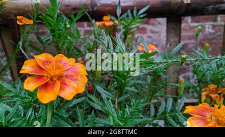 Orange Französische Ringelblume Tagetes Patula Stockfoto