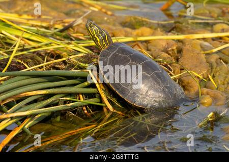 Painted Turtle (Chrysemys picta), Prairie Marsh Wildlife Drive Auto Tour, Benton Lake National Wildlife Refuge, Montana Stockfoto