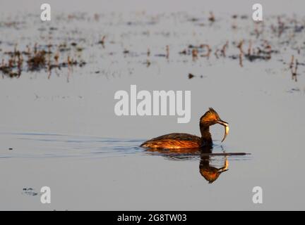 Ohrtaucher (Podiceps nigricollis) mit Fisch, Prairie Marsh Wildlife Drive Auto Tour, Benton Lake National Wildlife Refuge, Montana Stockfoto