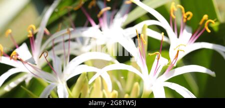 Eine flache Tiefenansicht einer Explosion wunderschöner weißer Blumen vor grünem Hintergrund. Die Staubgefäße und Pollen sind die Bereiche im Fokus. Stockfoto