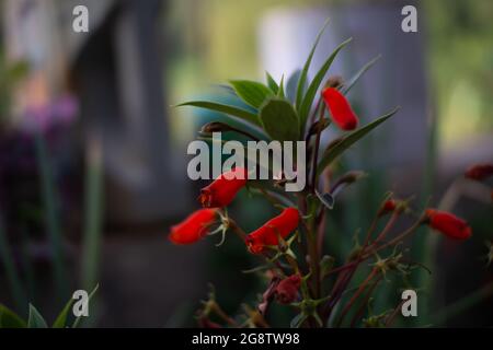 Die roten Blüten sind im Garten nicht geblüht Stockfoto