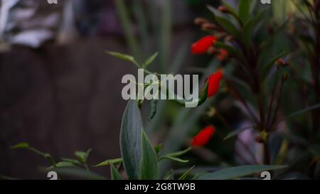 Die roten Blüten sind im Garten nicht geblüht Stockfoto