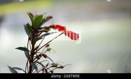 Die roten Blüten sind im Garten nicht geblüht Stockfoto