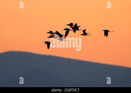 Morgendämmerung mit schwarzer Stelzensilhouette, Helena Valley Reservoir Fishing Access Site, Montana Stockfoto