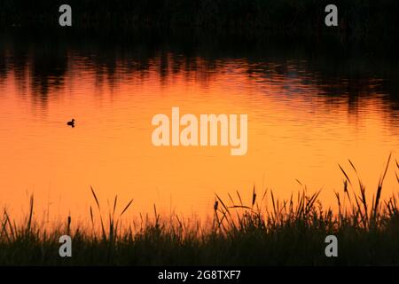 Sonnenaufgang im Anaconda Settling Ponds, warm Springs Ponds Wildlife Management Area, Montana Stockfoto