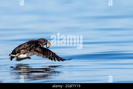 Nashornauklet im Flug mit Fischen im Schnabel Stockfoto