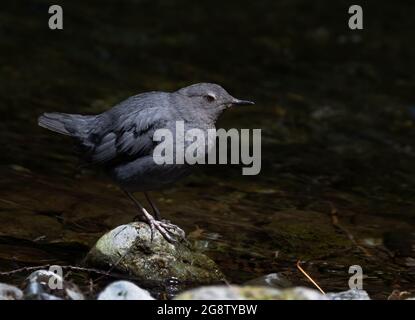 American Dipper am Wasser im Goldstream Provincial Park, BC, Kanada Stockfoto