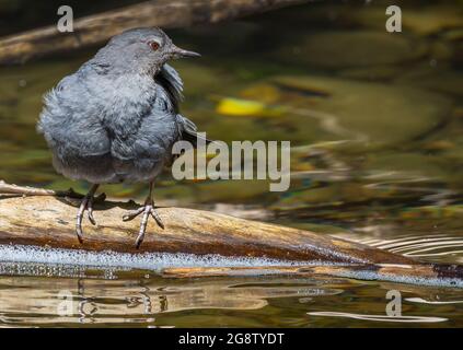 American Dipper am Wasser im Goldstream Provincial Park, BC, Kanada Stockfoto