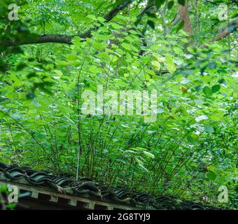Grüne Pflanzen und Gras wachsen auf alten Dachziegeln Stockfoto