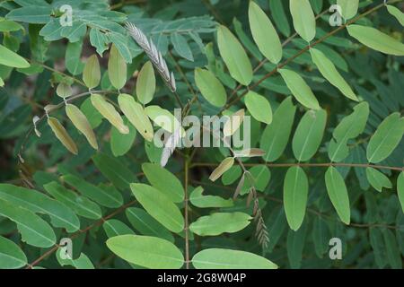 Senna siamea (auch bekannt als siamesische Cassia, Kassodenbaum, Kassettenbaum, Kassettenbaum) mit natürlichem Hintergrund Stockfoto