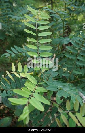 Senna siamea (auch bekannt als siamesische Cassia, Kassodenbaum, Kassettenbaum, Kassettenbaum) mit natürlichem Hintergrund Stockfoto