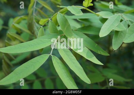 Senna siamea (auch bekannt als siamesische Cassia, Kassodenbaum, Kassettenbaum, Kassettenbaum) mit natürlichem Hintergrund Stockfoto