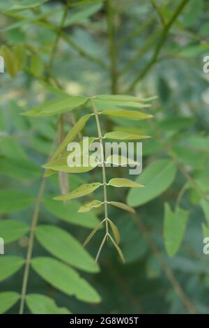 Senna siamea (auch bekannt als siamesische Cassia, Kassodenbaum, Kassettenbaum, Kassettenbaum) mit natürlichem Hintergrund Stockfoto