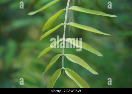 Senna siamea (auch bekannt als siamesische Cassia, Kassodenbaum, Kassettenbaum, Kassettenbaum) mit natürlichem Hintergrund Stockfoto