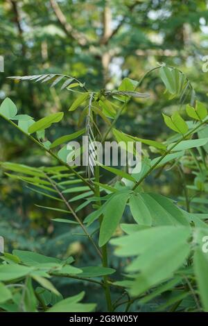 Senna siamea (auch bekannt als siamesische Cassia, Kassodenbaum, Kassettenbaum, Kassettenbaum) mit natürlichem Hintergrund Stockfoto