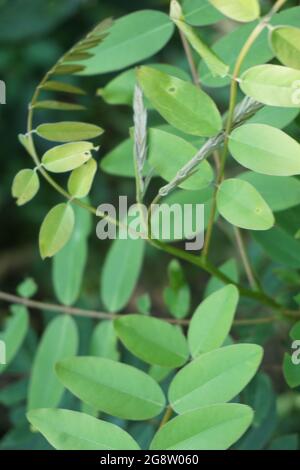 Senna siamea (auch bekannt als siamesische Cassia, Kassodenbaum, Kassettenbaum, Kassettenbaum) mit natürlichem Hintergrund Stockfoto