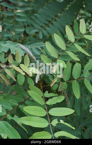 Senna siamea (auch bekannt als siamesische Cassia, Kassodenbaum, Kassettenbaum, Kassettenbaum) mit natürlichem Hintergrund Stockfoto