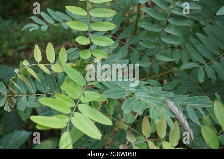 Senna siamea (auch bekannt als siamesische Cassia, Kassodenbaum, Kassettenbaum, Kassettenbaum) mit natürlichem Hintergrund Stockfoto