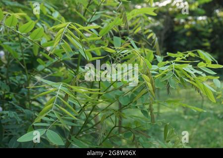 Senna siamea (auch bekannt als siamesische Cassia, Kassodenbaum, Kassettenbaum, Kassettenbaum) mit natürlichem Hintergrund Stockfoto