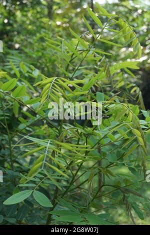 Senna siamea (auch bekannt als siamesische Cassia, Kassodenbaum, Kassettenbaum, Kassettenbaum) mit natürlichem Hintergrund Stockfoto