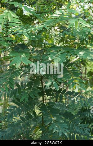 Senna siamea (auch bekannt als siamesische Cassia, Kassodenbaum, Kassettenbaum, Kassettenbaum) mit natürlichem Hintergrund Stockfoto