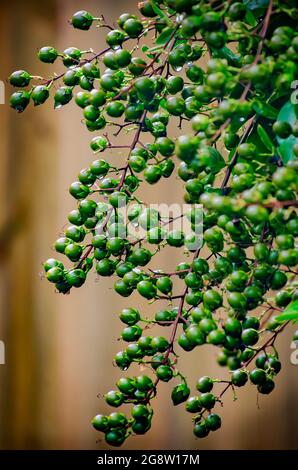 Ein weißer Krabbenmyrtenbaum (Lagerstroemia) ist mit Knospen beladen, 18. Juli 2021, in Mobile, Alabama. Stockfoto