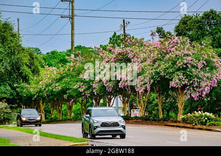 Am University Boulevard vor der University of South Alabama, 18. Juli 2021, in Mobile, Alabama, blühen rosa Krabbenmyrtelbäume (Lagerstroemia). Stockfoto