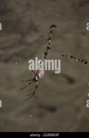 Diese Golden Orb Weaving Spider (Nephila Edulis) war weit von ihrem normalen Lebensraum in New South Wales entfernt - gefunden in Ringwood, Victoria, Australien. Stockfoto