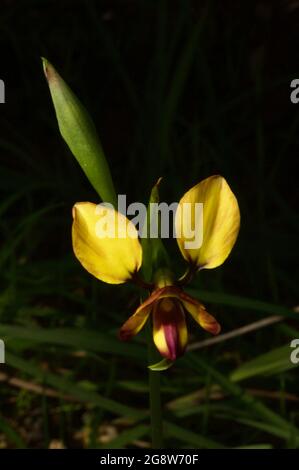 Die Leoparden-Orchideen (Diuris Pardina) blühen normalerweise früher als andere Arten, außer Greenhoods, also sind sie ein willkommener Anblick im Frühling. Stockfoto